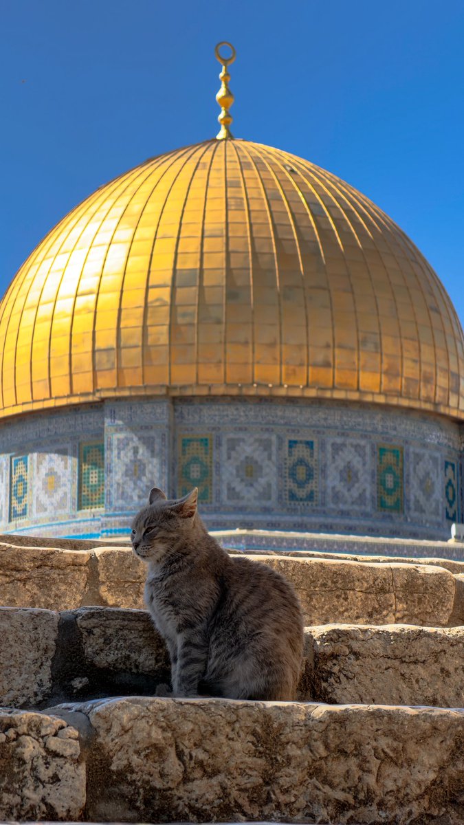 a cat in Jerusalem, palestine.