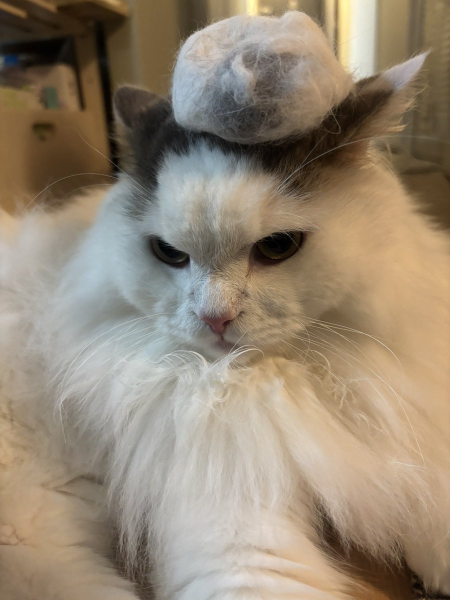 ブルクラ@vividluster tweet media