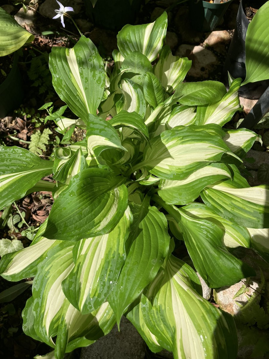 hostany ホスタ🍀 tweet media