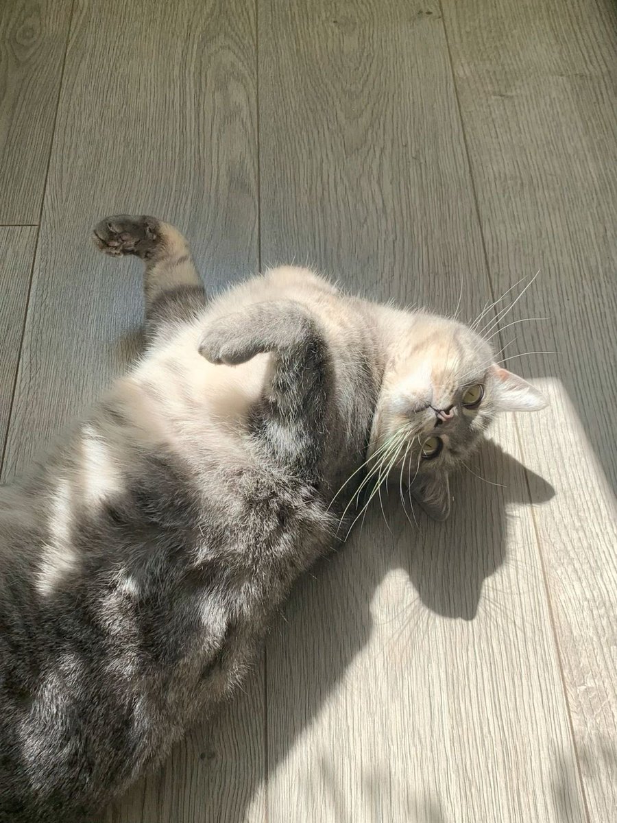 Fritz Koresh tweet media