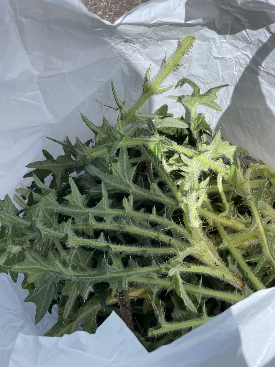 アメリカオニアザミをなくす会 tweet media