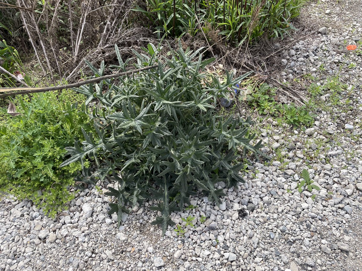 アメリカオニアザミをなくす会 tweet media