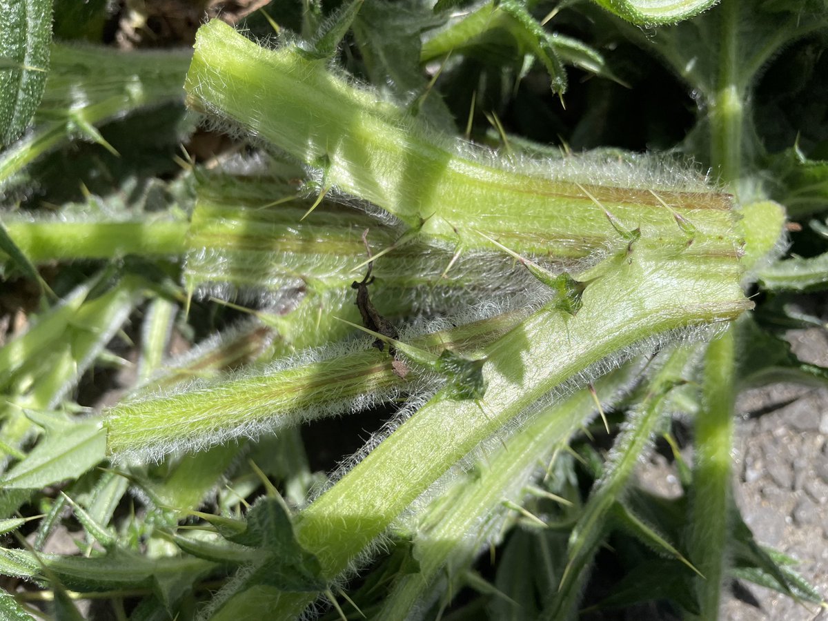 アメリカオニアザミをなくす会 tweet media