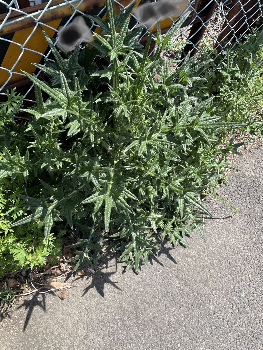 アメリカオニアザミをなくす会 tweet media