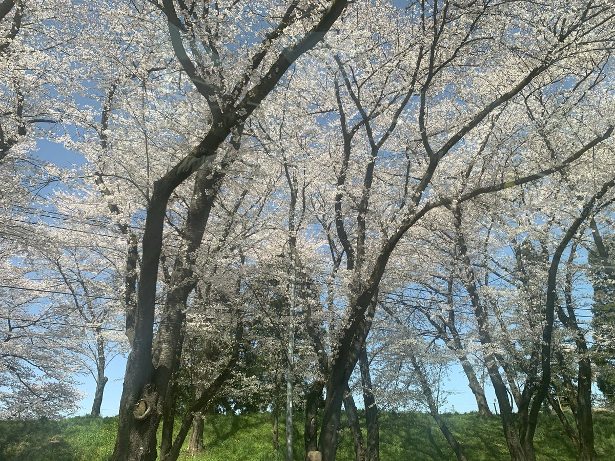 s_kunocchi's tweet photo. 🌸(o・∇・o) https://t.co/QeuVSeWfih
