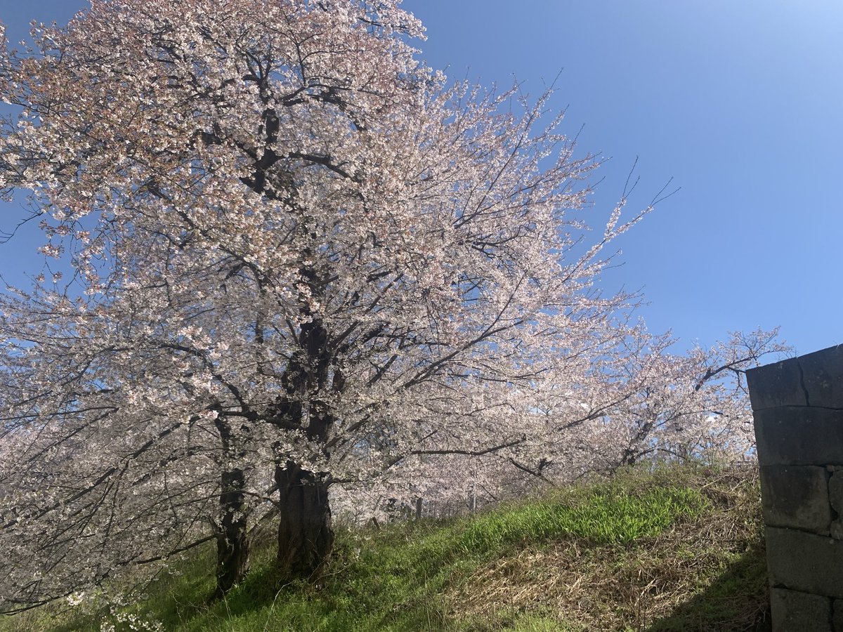 s_kunocchi's tweet photo. 🌸(o・∇・o) https://t.co/QeuVSeWfih