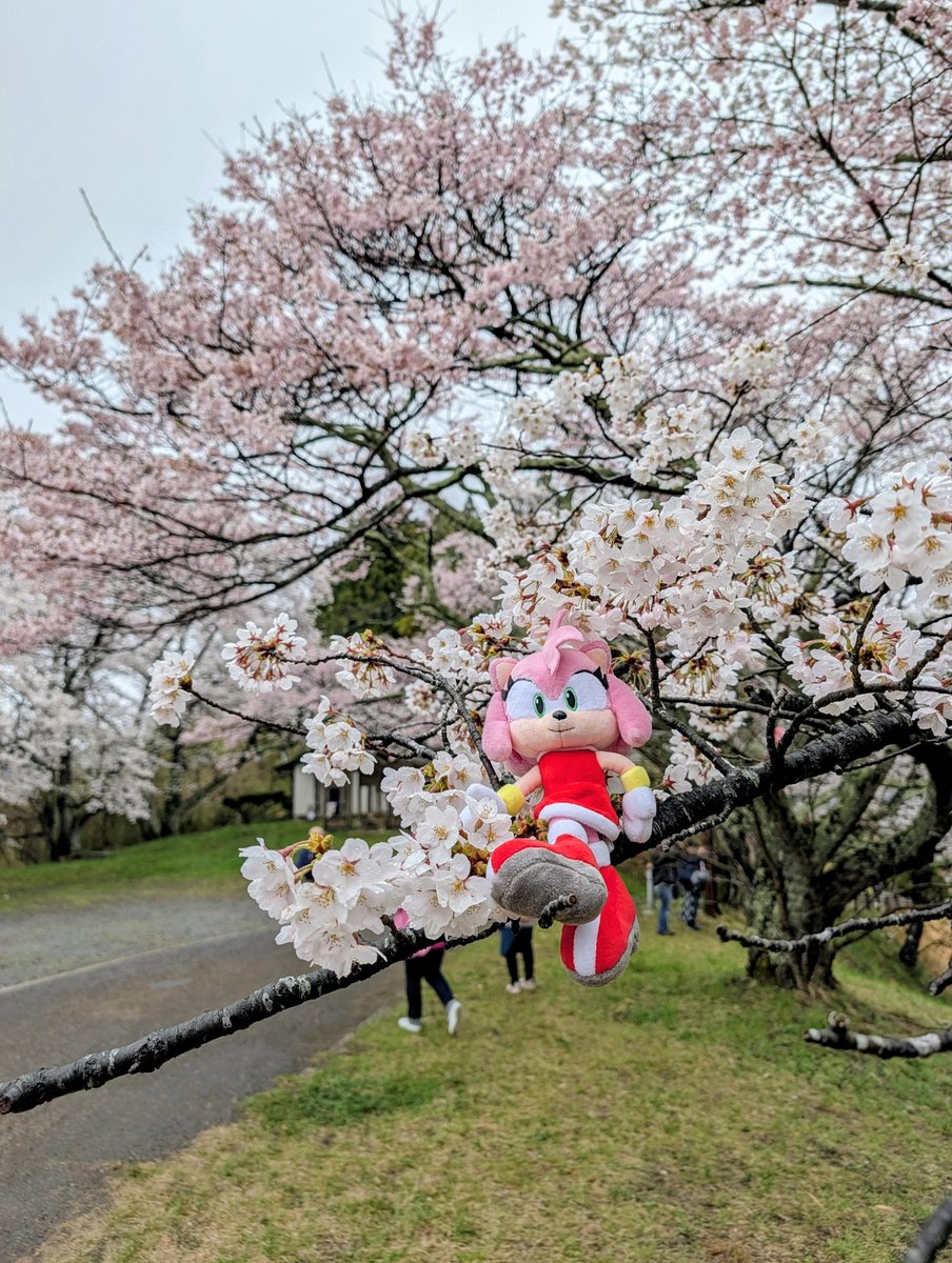 Ham (Travelling the World) @ 🇯🇵 tweet media