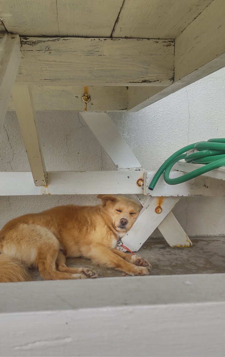 久米島スポーツ アクティブ tweet media