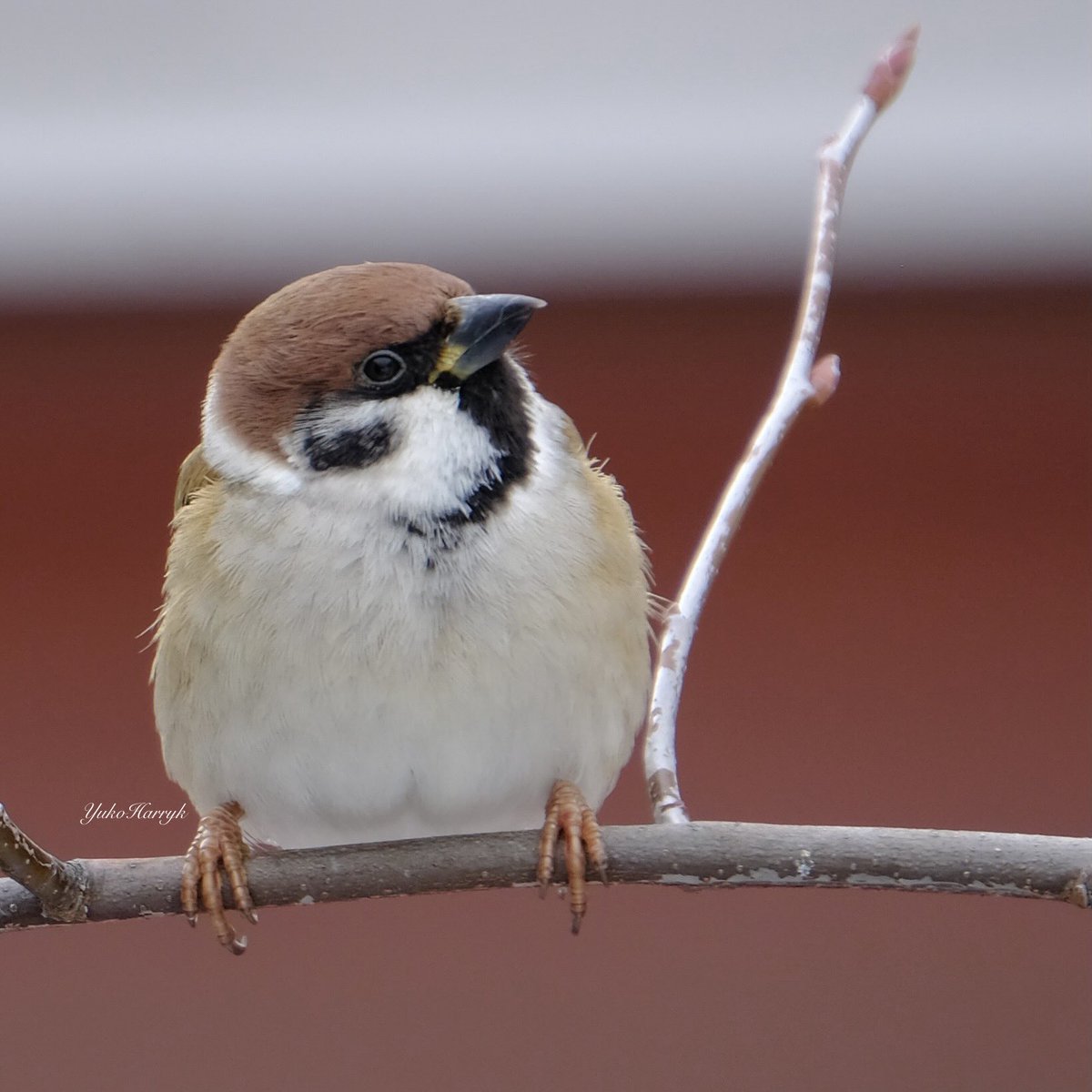 yulalanq's tweet photo. こんにちは(*^_^*)
素敵な良き日を！ 🌸🍀🌻
Have a nice day🐣
#sparrow   Wow So Cute！

今日は寒いちゅん(9°C)

10日後に開花するのかな🌸

#地球温暖化 #スズメ #冬スズメ #雀の写真 
#birdwatching #北海道 #Hokkaido 
#FUJIFILM #XT2 
#fujifilmjp_x https://t.co/lhj2awDjCA