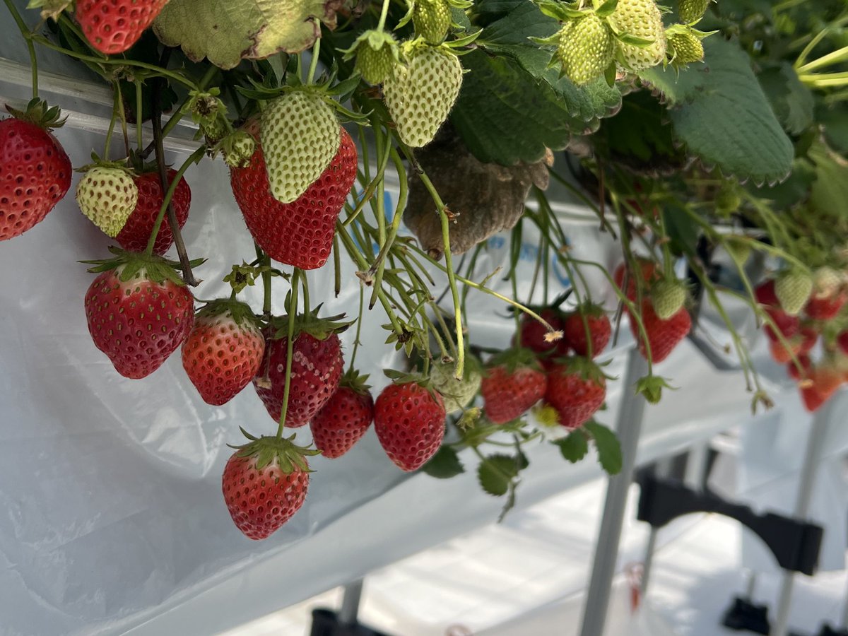 こんにちは！！
🍓狩りに行ってきました🍓
そしてたくさんのお花を見て買って……心解ける日でございま( ⸝⸝⸝⁼̴́◡⁼̴̀⸝⸝⸝)✨