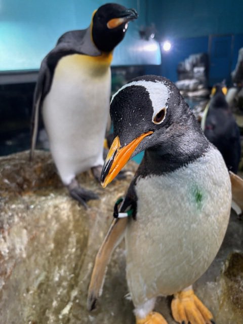 箱根園【公式】 tweet media