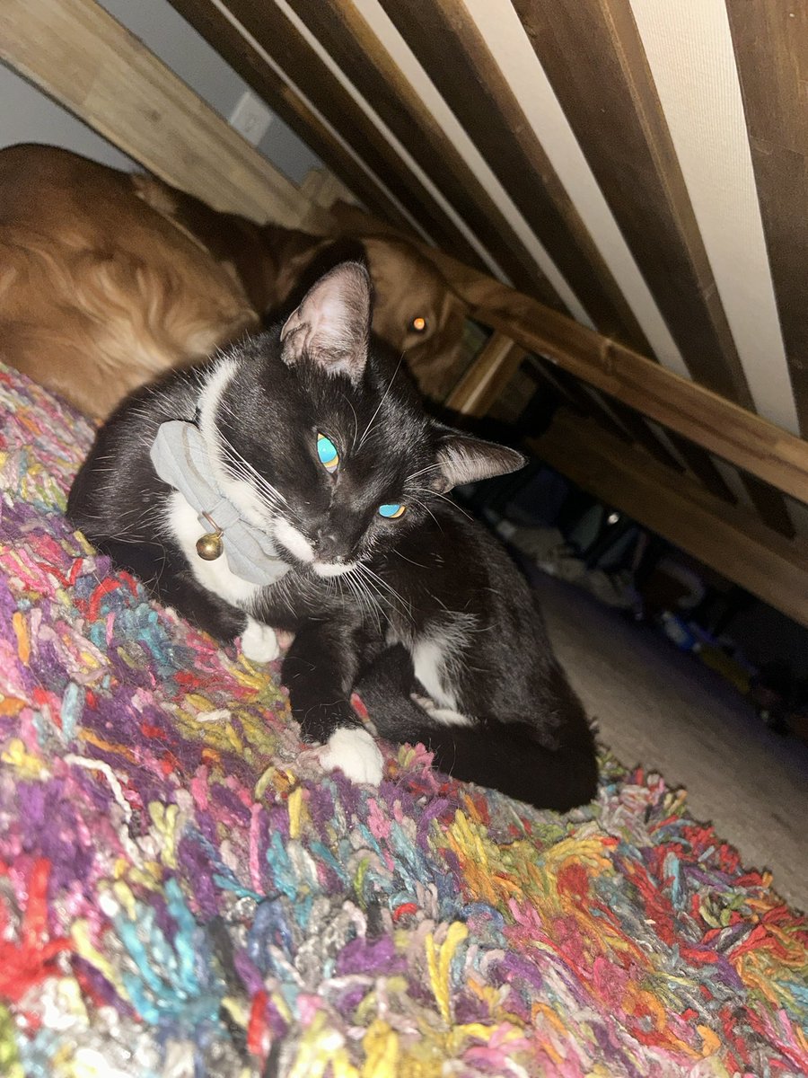 naibu🃏🗡️ tweet media