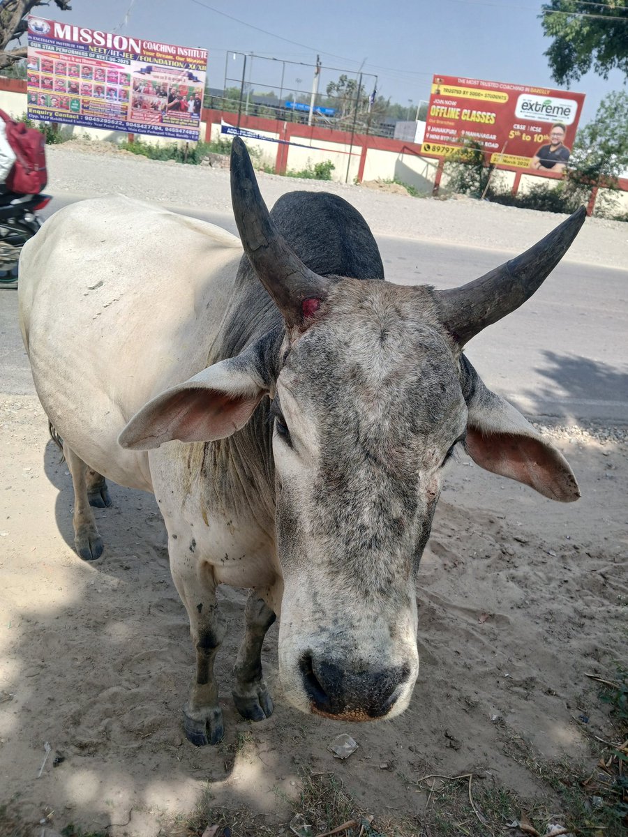 dr_gangwar16361's tweet photo. लगातार 8 दिनों के इलाज के बाद आज नंदी महाराज स्वस्थ होकर फिर से अपने पैरों पर खड़े हैं। उनकी आंखों की चमक ही हमारी असली जीत है। हर जीव में ईश्वर का वास होता है, बस सेवा का भाव होना चाहिए। 🌿🐂​#NandiMaharaj #SuccessStory #AnimalHealth #ServiceToHumanity #Gratitude https://t.co/CujLZ0sK8M