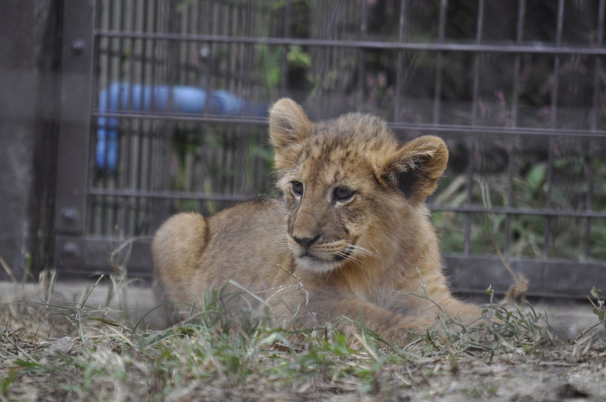 おぐらとーすと. tweet media