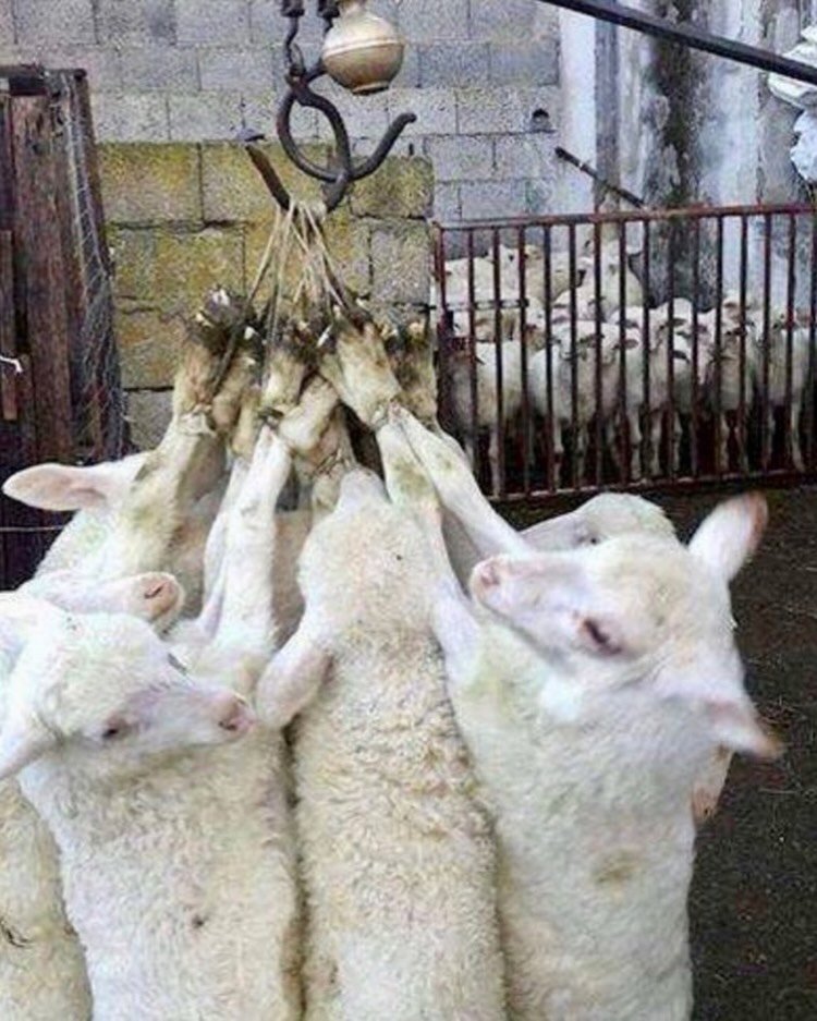 support the animal liberation front tweet media