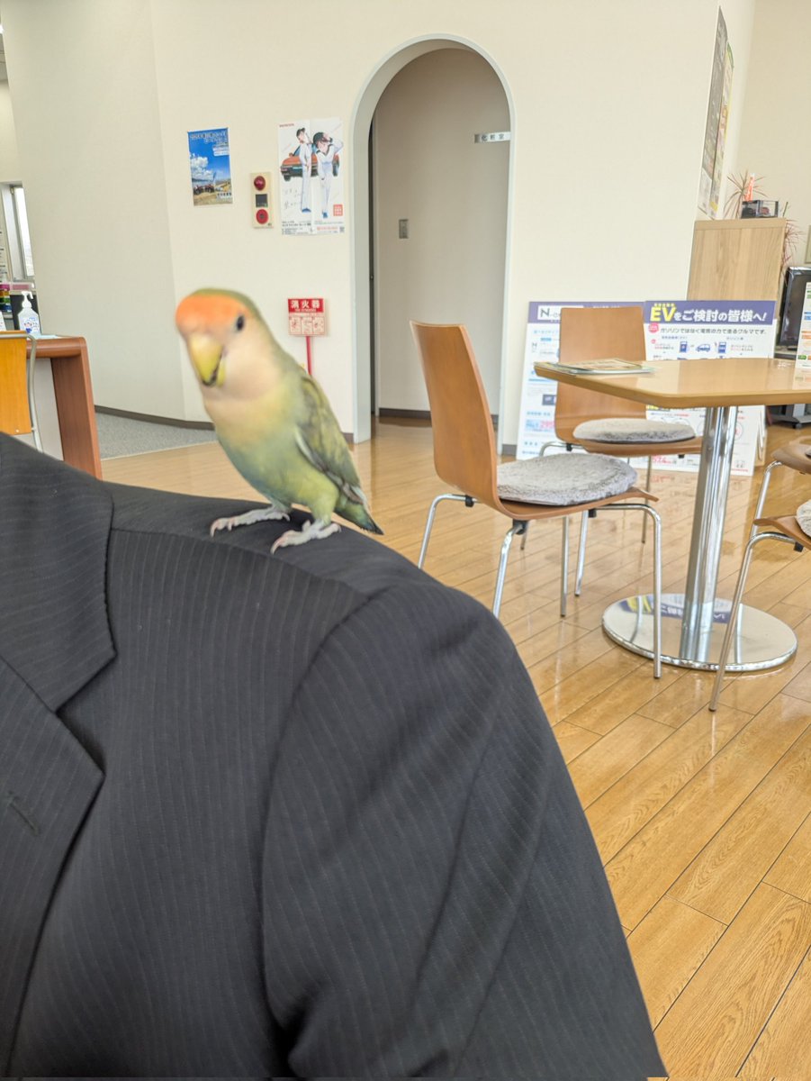 ビーグル犬すぷー&るーく tweet media