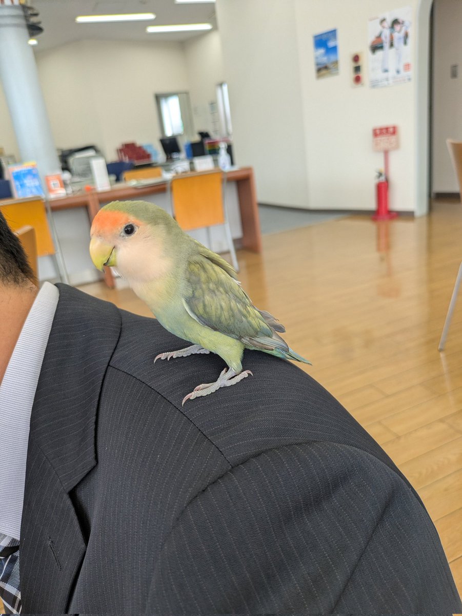 ビーグル犬すぷー&るーく tweet media