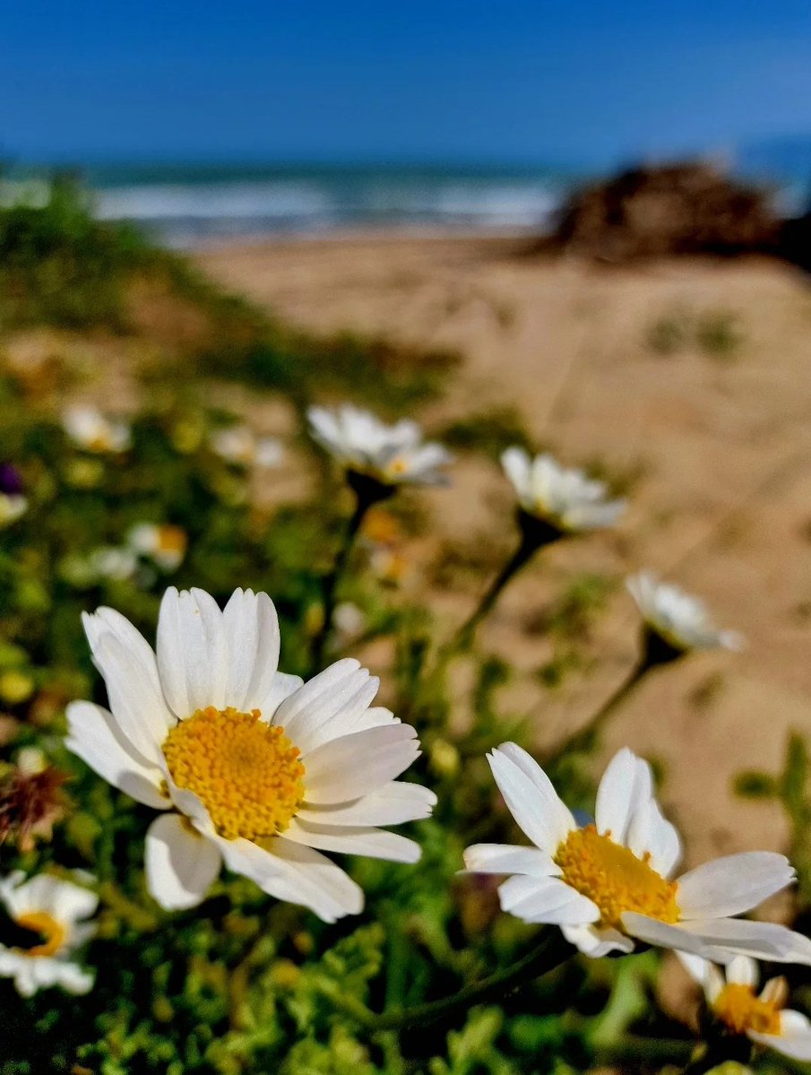 Vale22046's tweet image. I fiori non chiedono permesso per la loro delicatezza. Semplicemente sbocciano!

#Foto a #CasaLettori

#buongiorno 

📸Marcello Ingrassia