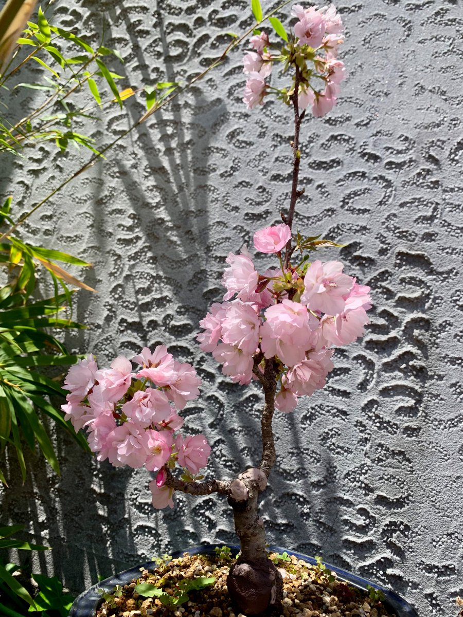 2chi8_t2g's tweet photo. 満開かな？
枝造りに、悩んでます🧐
ひとまず、伸ばして様子見

#旭山桜 https://t.co/6oZGGUwDa5