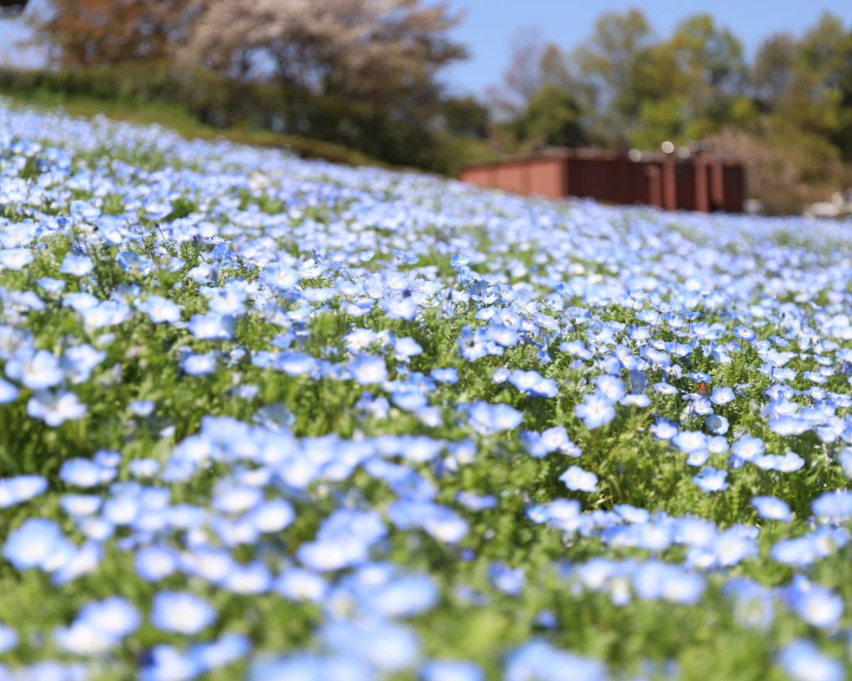 ハーベストの丘【公式】 tweet media