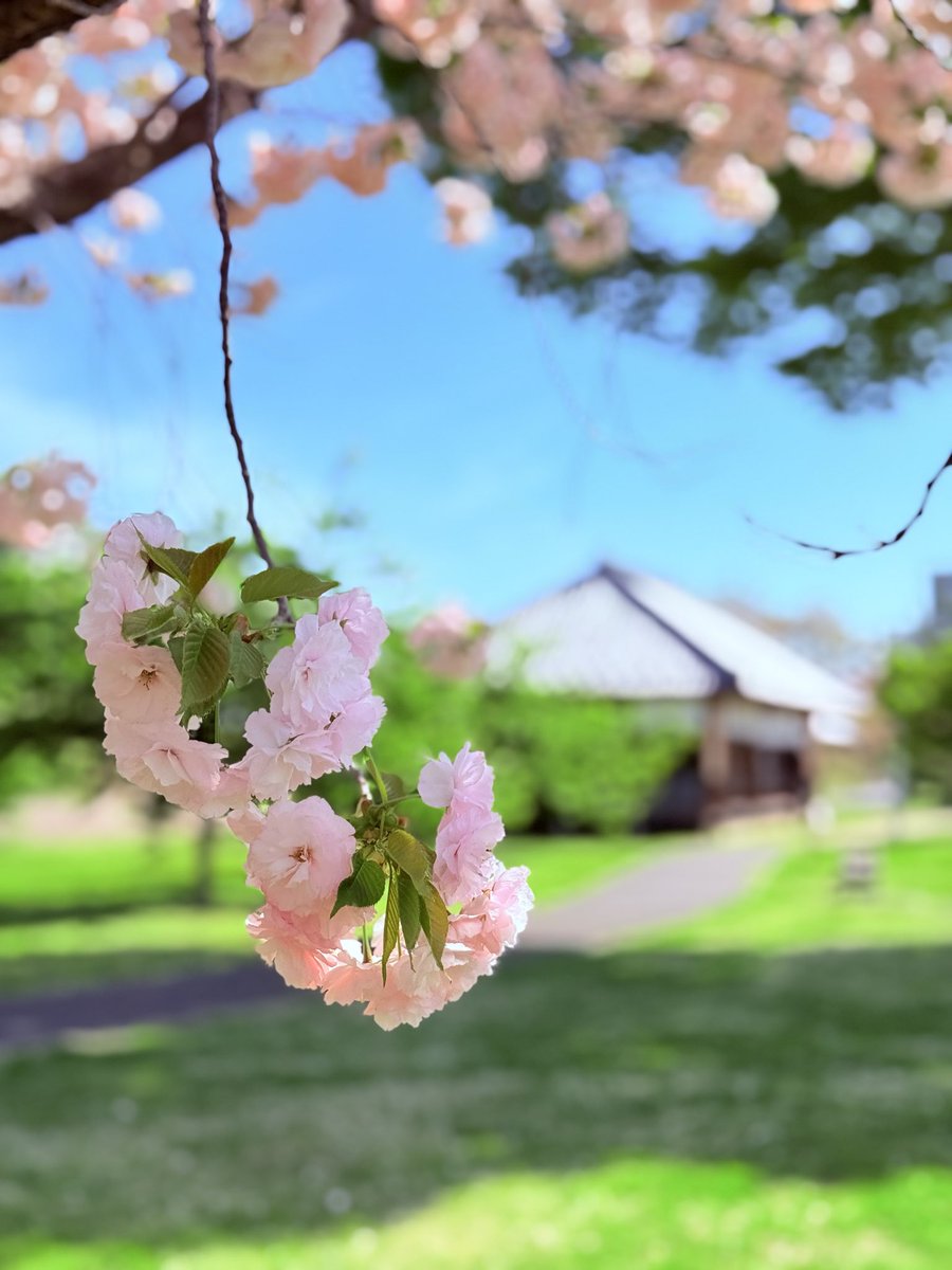 球磨もん tweet media