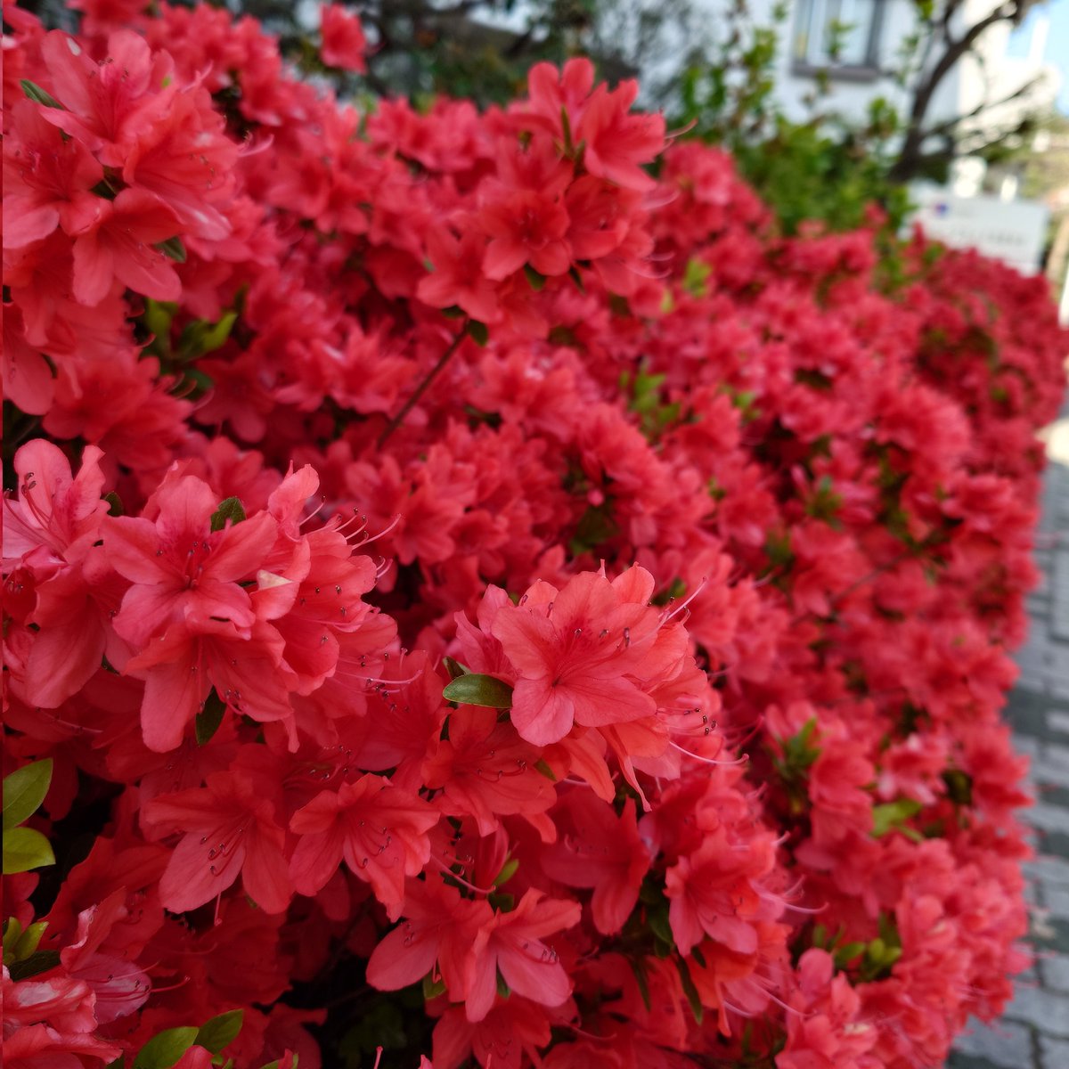 ツツジが満開。(´▽｀)