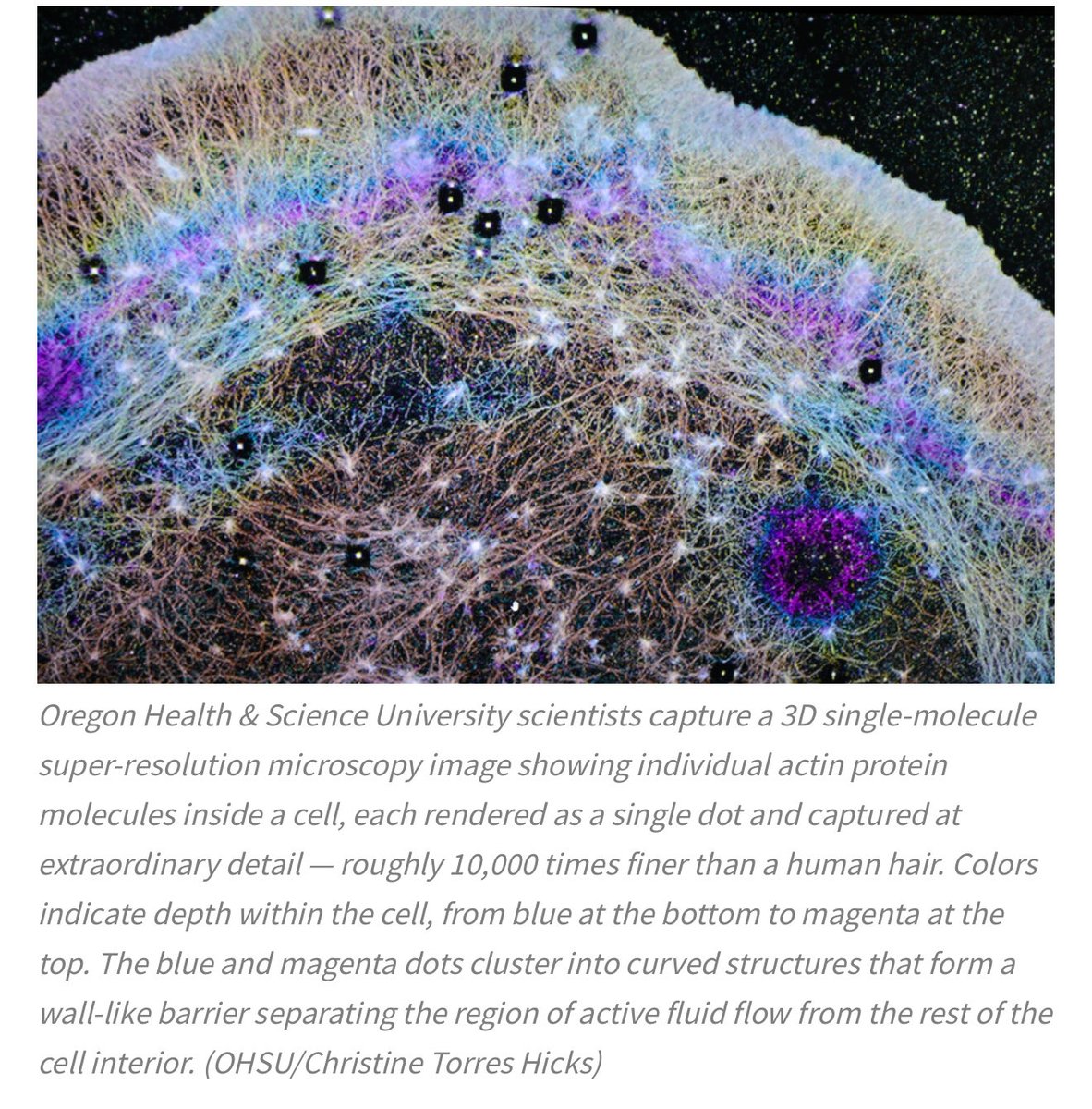 scientists just discovered that cells create their own internal wind currents to move proteins around. not diffusion. WIND. your cells have weather. we’ve been modeling intracellular transport like it’s random and it turns out cells invented logistics before we invented the wheel