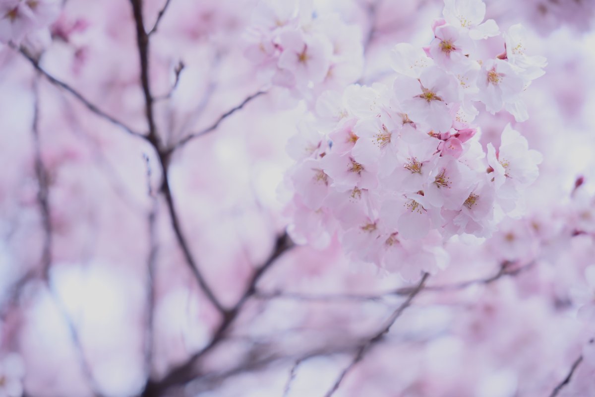 ほわっとする空気のなかで

SONY ILCE-7M3(α7Ⅲ)
SIGMA 28-70mm F2.8 DG DN Contemporary

#キリトリセカイ
#写真好きな人と繋がりたい