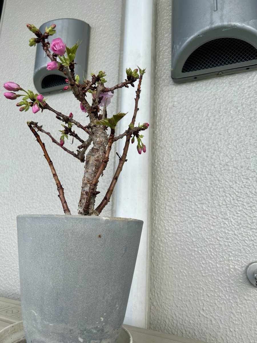 家田荘子 tweet media