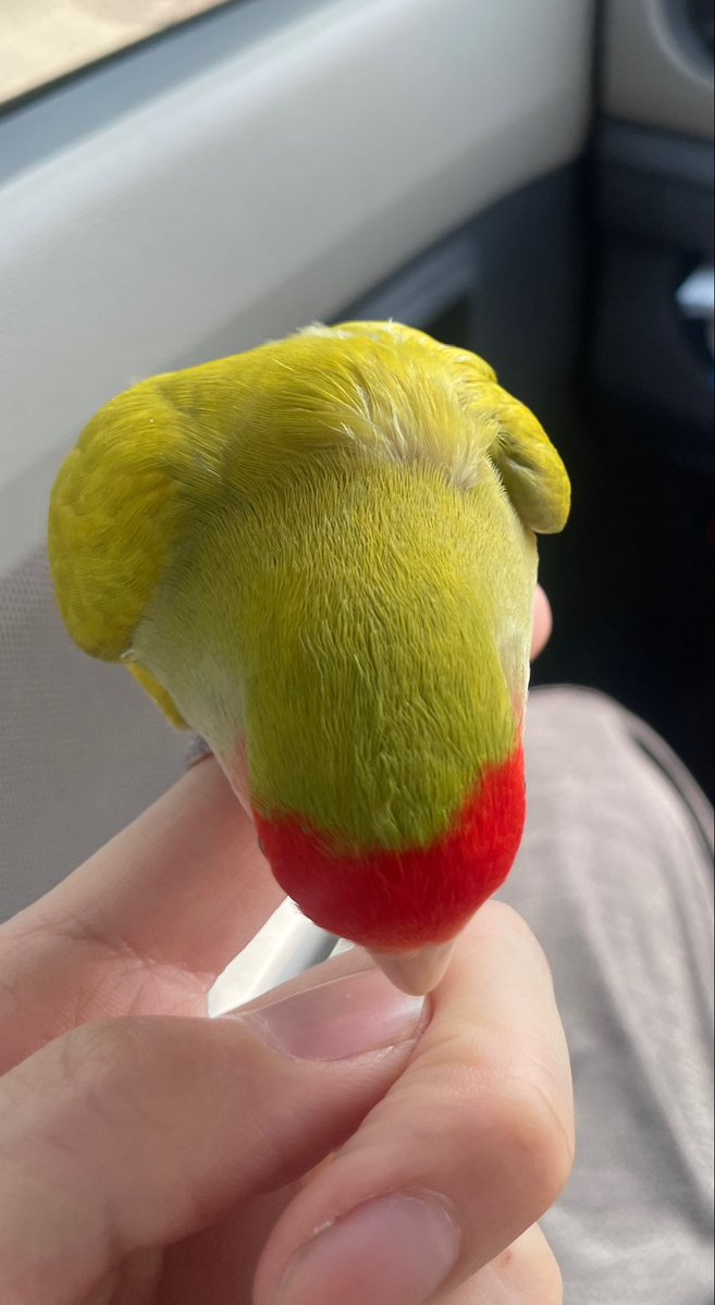 みるめーく翼夏 tweet media