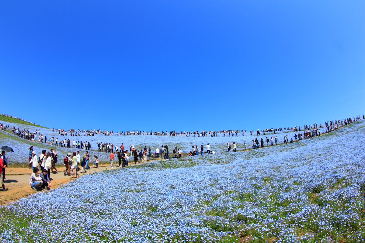 festiva1202's tweet image. おはようございます。
今日の写真は茨城県・国営ひたち海浜公園のネモフィラの丘です。
 #photography #photograph #ファインダー越しの私の世界 #写真好きな人と繋がりたい #写真撮ってる人と繋がりたい #バイク乗りと繋がりたい #バイク好きと繋がりたい