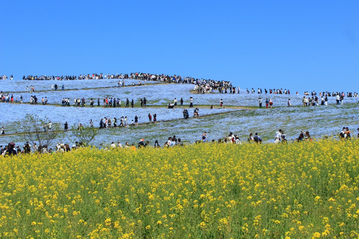 festiva1202's tweet image. おはようございます。
今日の写真は茨城県・国営ひたち海浜公園のネモフィラの丘です。
 #photography #photograph #ファインダー越しの私の世界 #写真好きな人と繋がりたい #写真撮ってる人と繋がりたい #バイク乗りと繋がりたい #バイク好きと繋がりたい