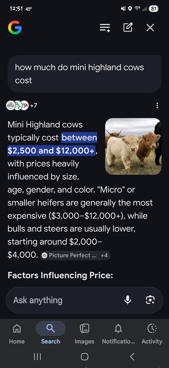 HoolSkully's tweet photo. I'm buying a highland!!! And yes this is real. Won't be a mini but a full grown highland!!! https://t.co/OeF8hVMvJm