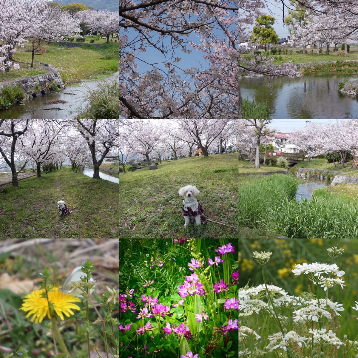 fzaaron1's tweet image. #HappySunday 
Enjoy your day 🐶🕊️🙋‍♀️