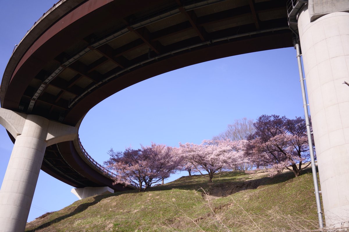 8jime1's tweet image. いい立地の桜

SONY ILCE-7M3(α7Ⅲ)
SIGMA 28-70mm F2.8 DG DN Contemporary

#a7III
#photography