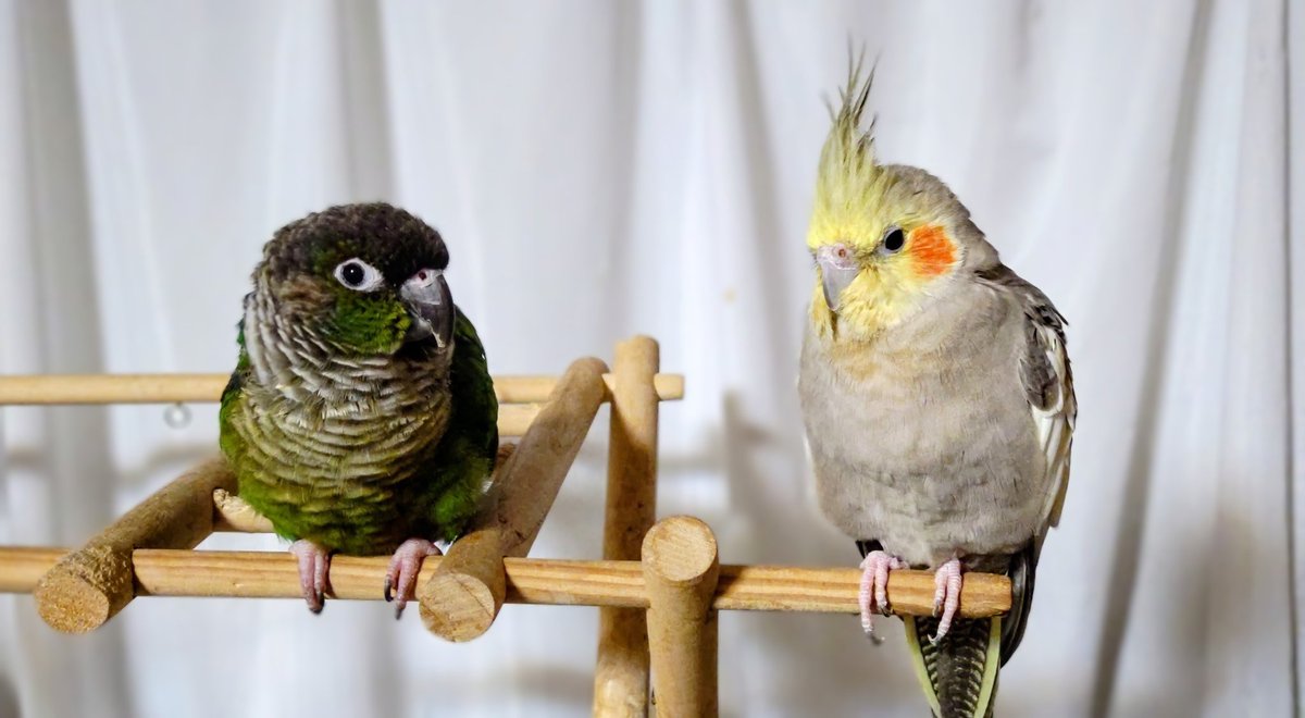 『２羽、一緒に２０才になったよ✨🐥✨㊗️』
#オカメインコ  
#ウロコインコ  
#２０才  #こんぱまる上野

◎ りおちゃん 
    (オカメ、シナモン♀)
     2006年4月1日 生まれ
      
◎ めいちゃん
   (アルゼンチンウロコ♂)
     ※ホオミドリ亜種
     2006年4月11日 生まれ