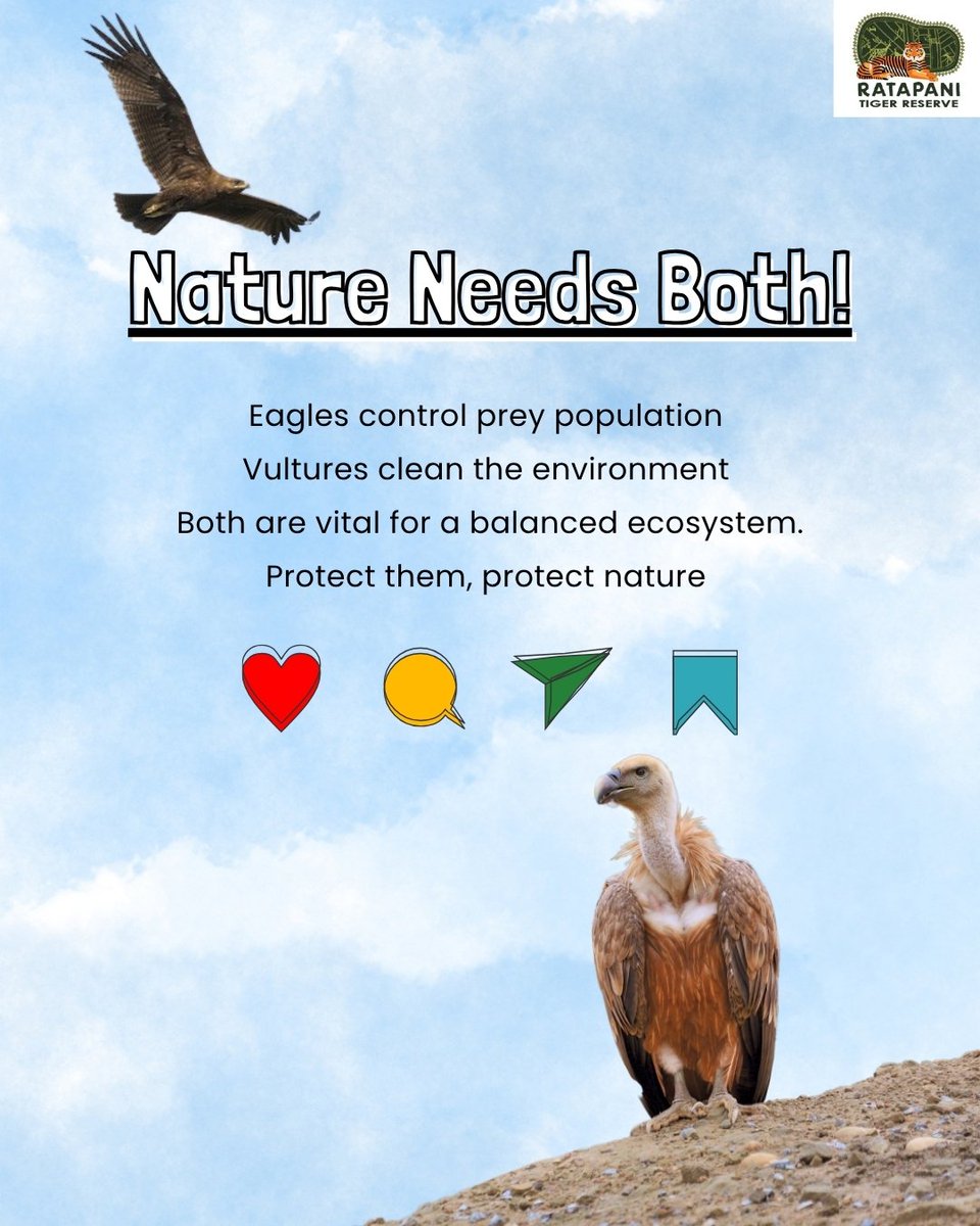ratapani_tr's tweet image. Eagles and vultures perform distinct yet equally vital roles in maintaining ecological balance.
Their presence ensures a healthy and sustainable ecosystem.
#ratapanitigerreserve #wildlife #ecosystem #conservation #biodiversity