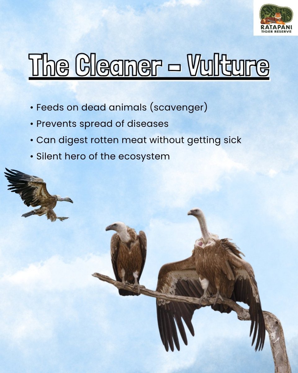 ratapani_tr's tweet image. Eagles and vultures perform distinct yet equally vital roles in maintaining ecological balance.
Their presence ensures a healthy and sustainable ecosystem.
#ratapanitigerreserve #wildlife #ecosystem #conservation #biodiversity