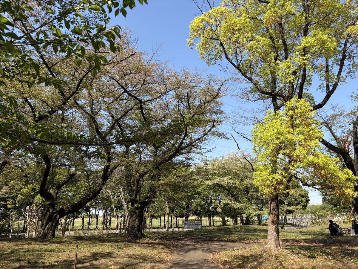 アーク tweet media