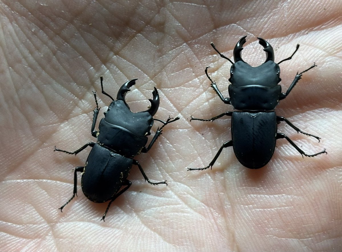 メタドルクス 
Metadorcus rotundatus
良い虫とは思ってたけど実物カッコよすぎて昇天