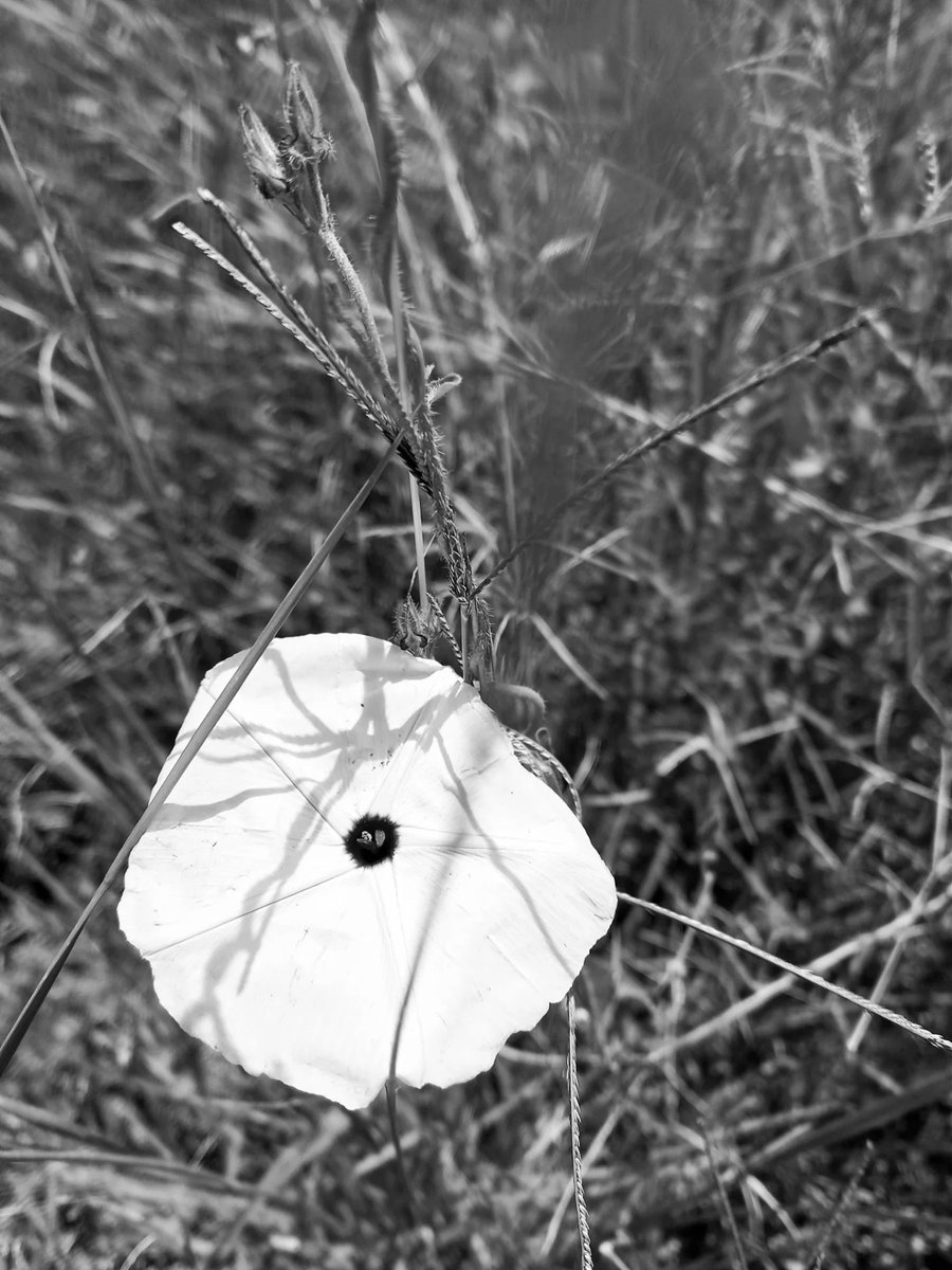 ChaliYaNorth's tweet image. NaturePhotography #SafariGuideLife #ExploreTanzania #BotanicalBeauty #AfricanWilderness

Seronera, Serengeti