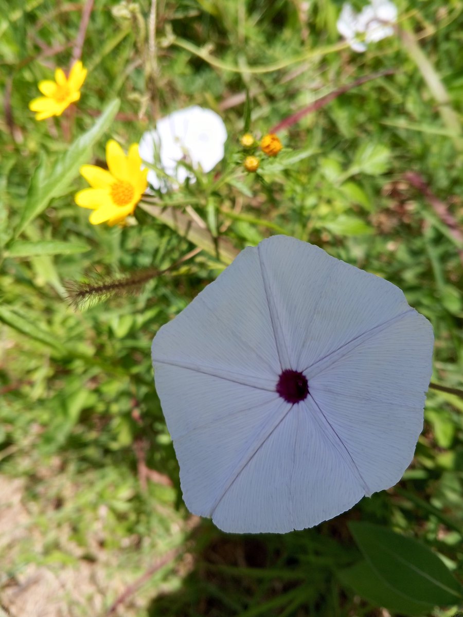 ChaliYaNorth's tweet image. NaturePhotography #SafariGuideLife #ExploreTanzania #BotanicalBeauty #AfricanWilderness

Seronera, Serengeti