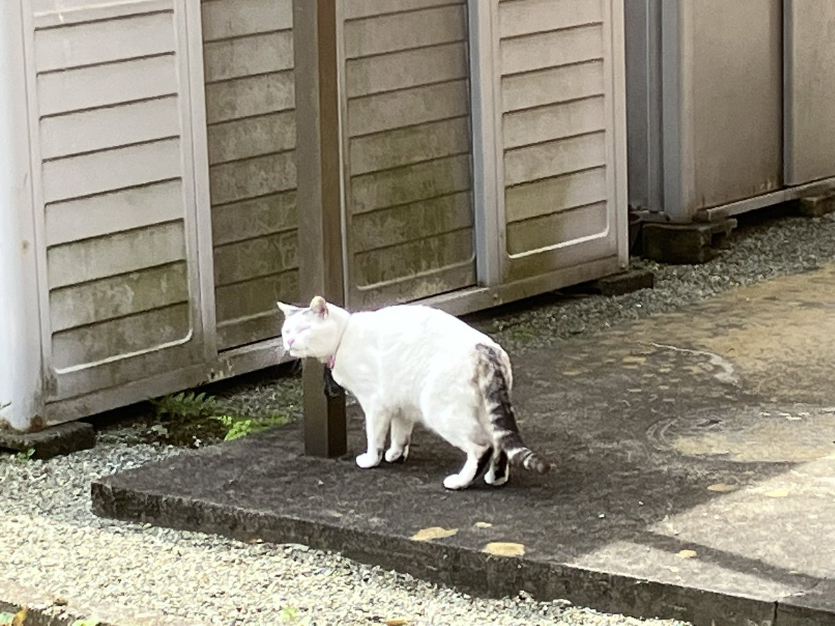 Ten-chan, Chigo, and Dodgers 
Mt. Fuji today, Ten-chan and Chigo relaxed in the garden. Dodgers beat Rangers twice in a row; Ohtani hits a HR and goes  2-for-4.

今日の富士山🗻テンちゃんとチゴはお庭でリラックス🐱😸ドジャースはレンジャーズに２連勝👍大谷翔平は2安打1HR👍🌈