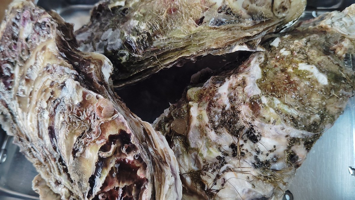 モゴモゴッ！！！モゴッ！モゴモゴゴッッッ！！！ tweet media