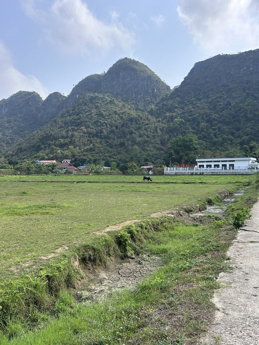 Dilaw 🤌 tweet media