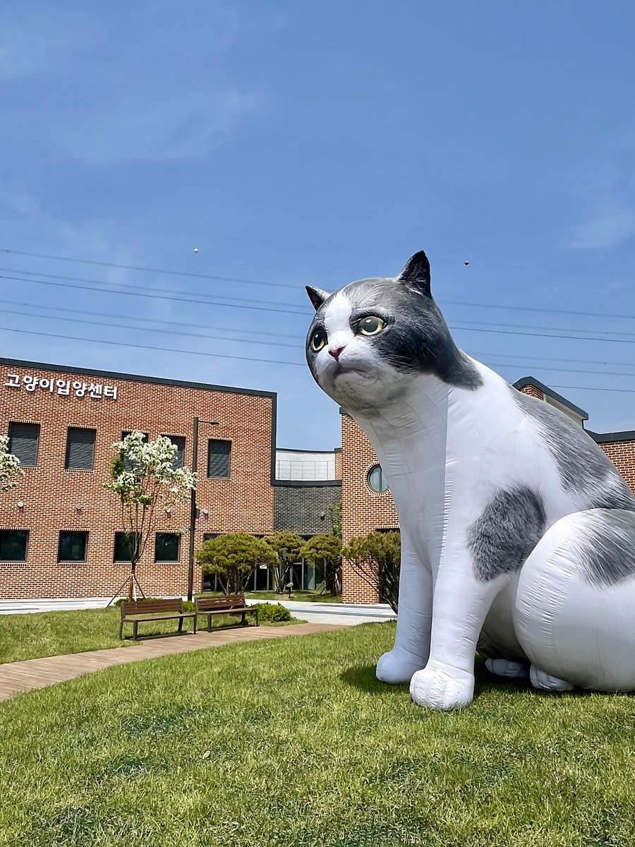 배추전 tweet media