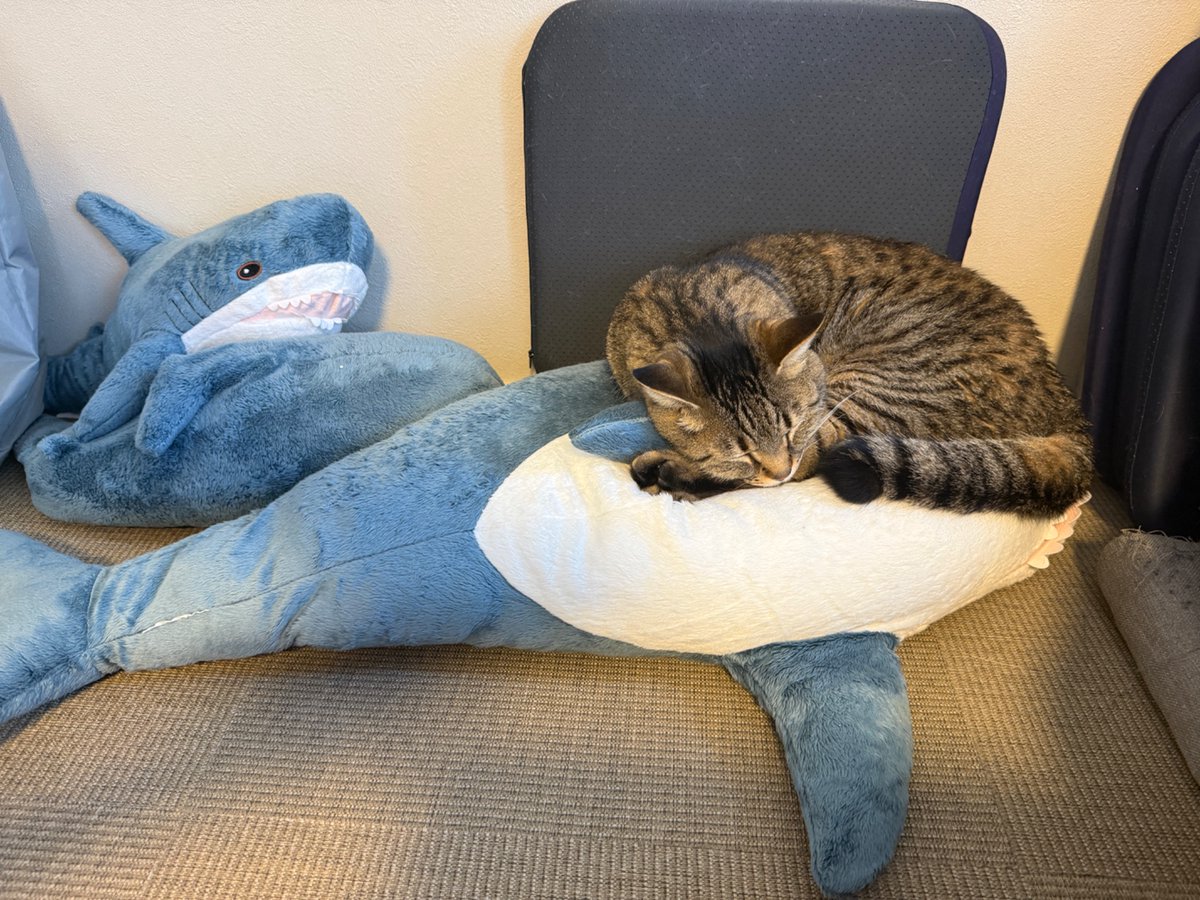 マクー tweet media