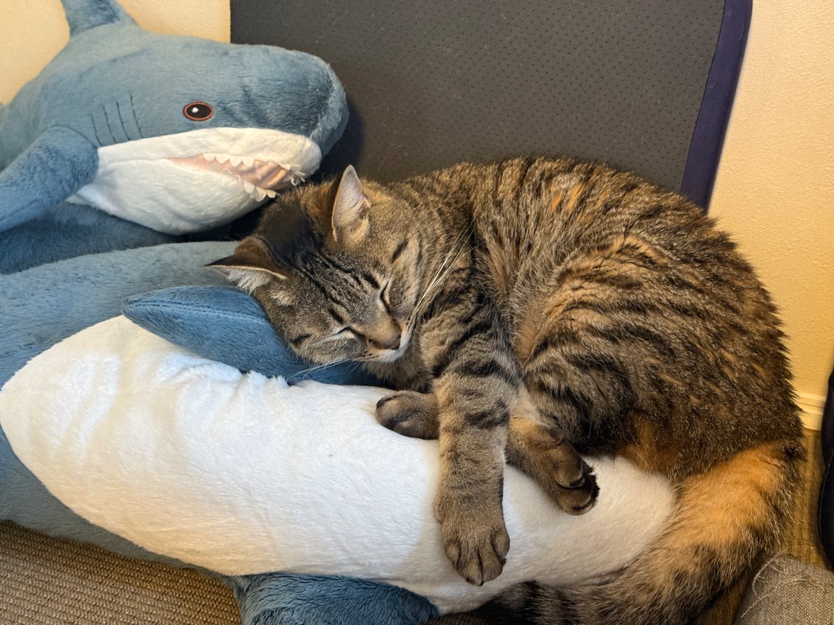 マクー tweet media