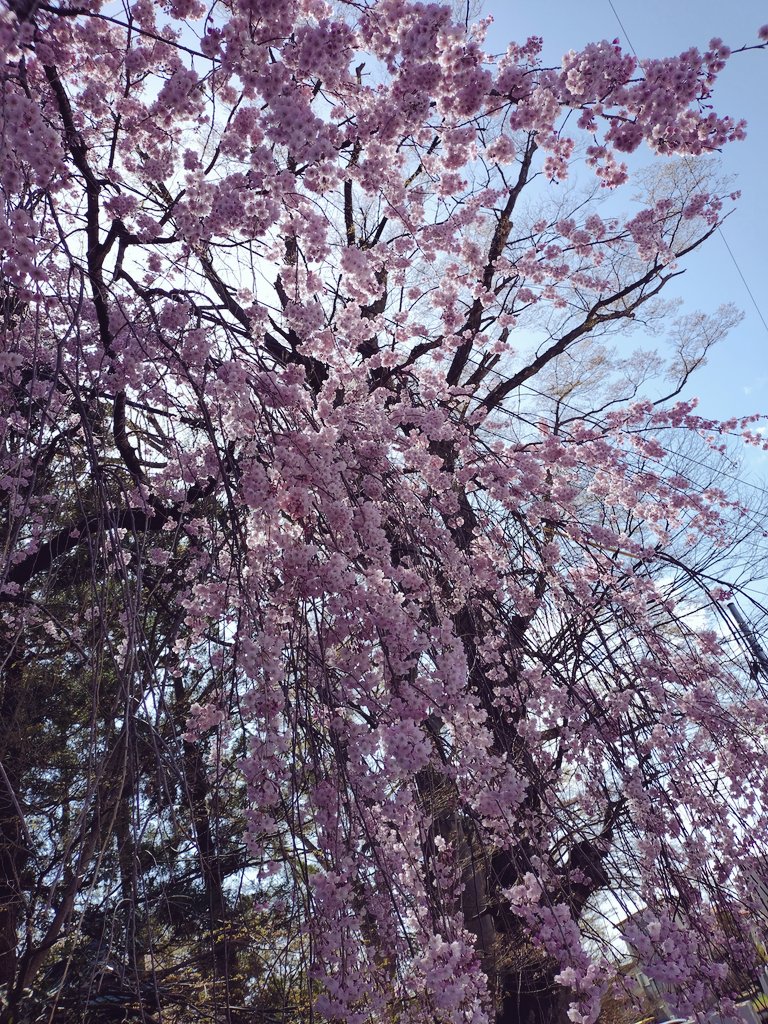 明日 県外から観桜に来県する友人に御守りをプレゼントする為に神社参拝⛩️✨️ 紅枝垂れ桜が綺麗に咲いてました🙂🌸🌸🌸

#桜
#紅枝垂れ桜