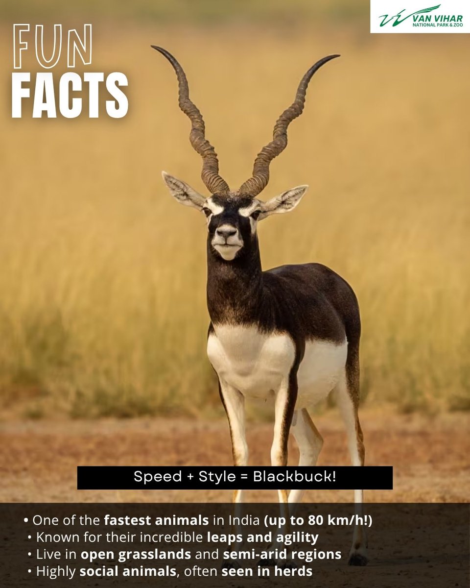 Van Vihar National Park tweet media